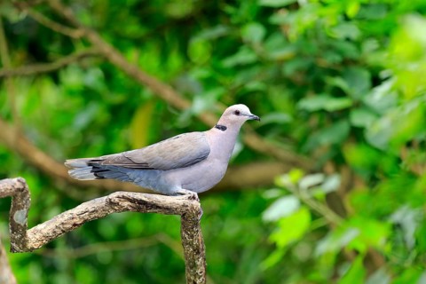African Collared Dove (Streptopelia roseogrisea)