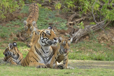 Bengal Tigers (Panthera tigris tigris)
