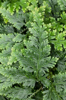 Moss Fern (Selaginella haematodes)