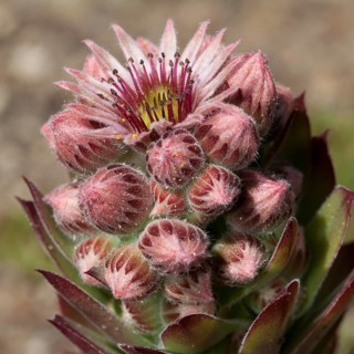 Common Houseleek (Sempervivum tectorum)