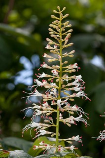 Inflorescence
