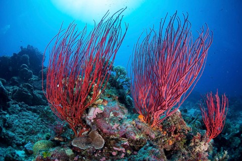 Red Sea Whip (Ellisella ceratophyta)