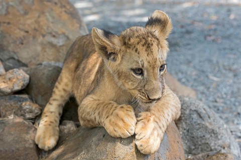 Lion (Panthera leo)