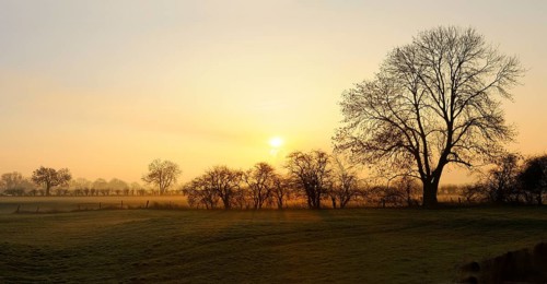 Sunrise with trees and ground fog