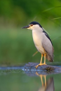 Black-crowned Night Heron (Nycticorax nycticorax)