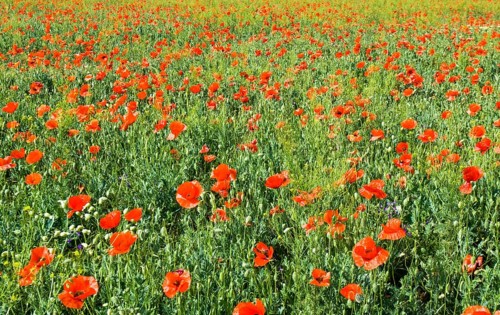 Meadow with many wild red poppies