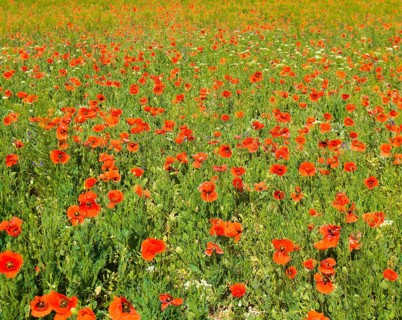 Meadow with many wild red poppies