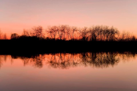Reflection of trees in a pond