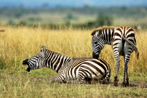 Plains Zebras (Equus guagga)