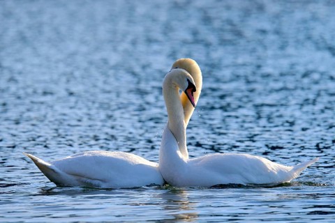 Mute Swans (Cygnus olor)