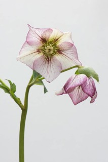 Lenten rose (Helleborus orientalis hybrids 'Picotee')