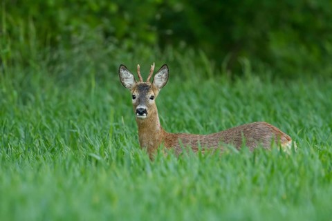 Roe deer (Capreolus capreolus) in grain field