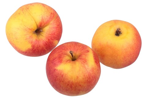 Apple variety Jonagold