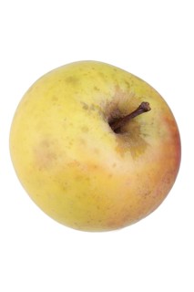 Apple variety Yellow Saxon Reinette