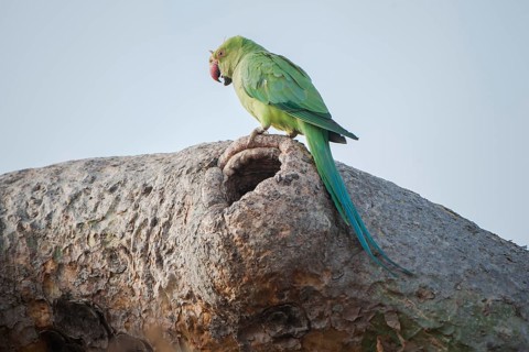 Rose-ringed parakeet (Psittacula krameri manillensis) by a hole in a tree