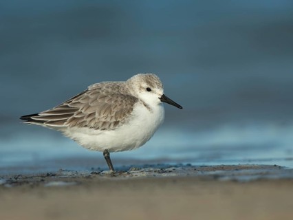 Sanderling (Calidris alba)