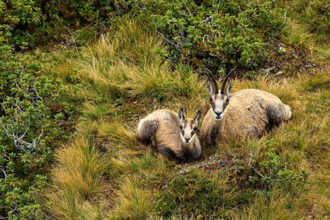 Chamois (Rupicapra rupicapra)