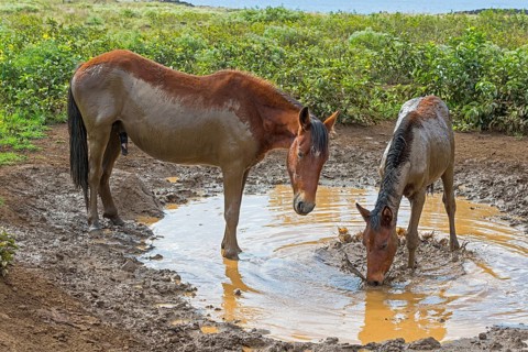 Feral horses