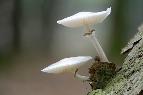 Porcelain Fungus (Oudemansiella mucida)