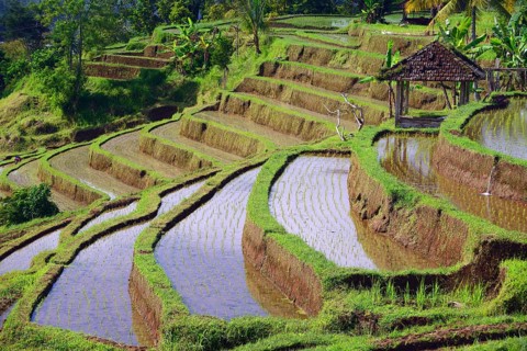 The famous rice terraces of Jatiluwih