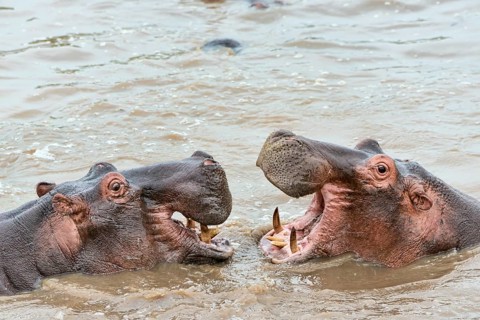 Hippopotamuses (Hippopotamus amphibius)