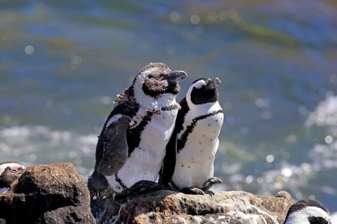African Penguins or Jackass Penguins (Spheniscus demersus)