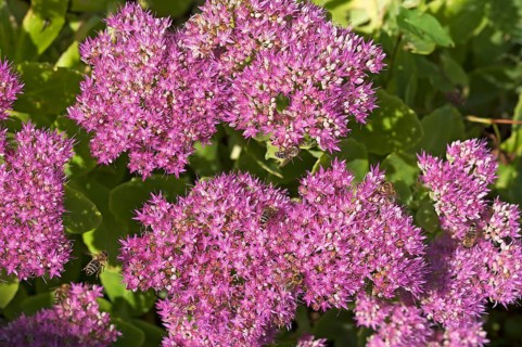 Stonecrop (Sedum x telephium) with Honey Bees (Apis)