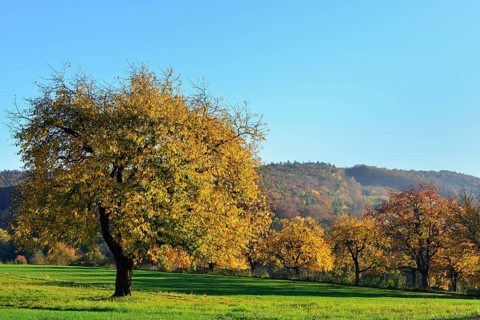 Autumn mood along the Burgenland Wine Road