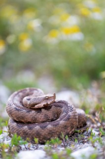 Horned Viper (Vipera ammodytes)