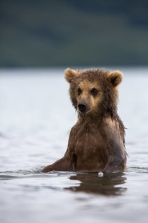 Brown bear (Ursus arctos)