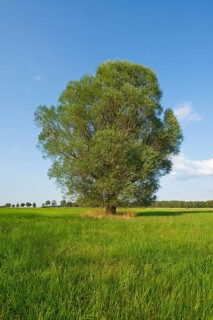 Solitary crack willow (Salix fragilis)