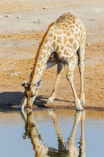 Giraffe (Giraffa camelopardalis) drinking at a waterhole