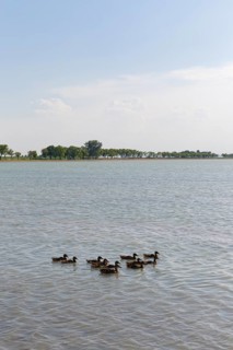 Ducks on Lake Zicksee