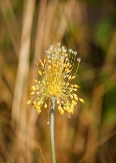 Small Yellow Onion (Allium flavum)