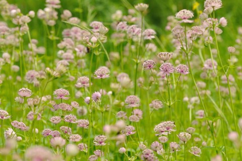 Masterwort (Astrantia)