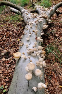 Porcelain fungus (Oudemansiella mucida) on beech deadwood (Fagus sylvatica) in Darsser Forest