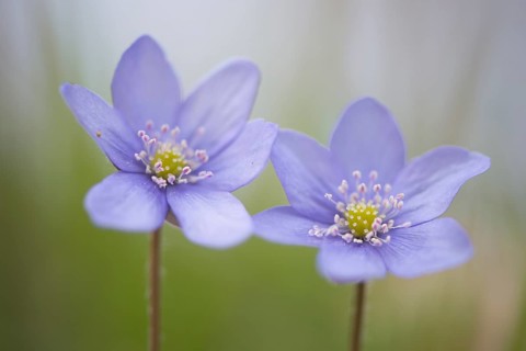 Anemone hepatica (Hepatica nobilis)