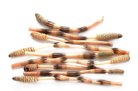 Horsetails (Equisetum arvense)