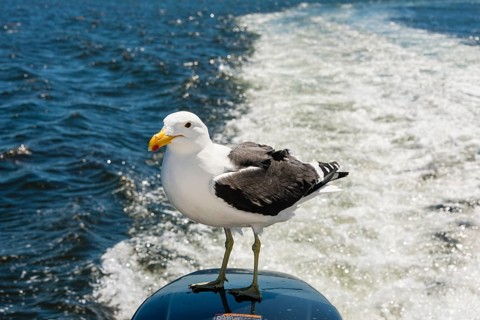 Kelp Gull (Larus dominicanus)