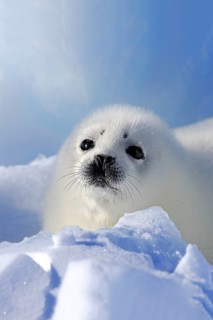 Harp Seal or Saddleback Seal (Pagophilus groenlandicus