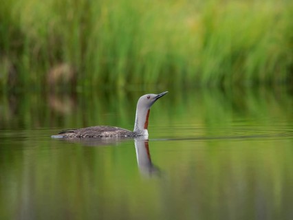 Red-throated loon (Gavia stellata)