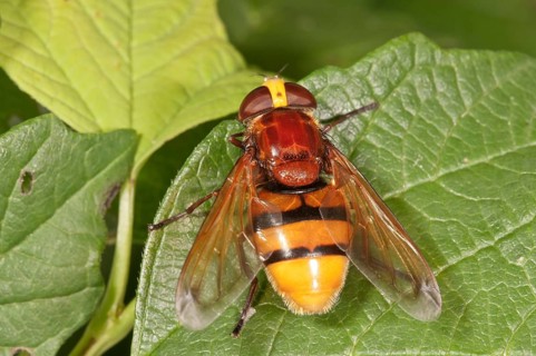 Hornet mimic hoverfly (Volucella zonaria)