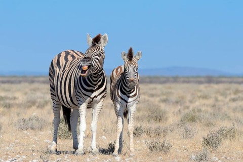 Burchell's Zebras (Equus burchelli)