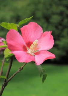 Rose mallow (Hibiscus syriacus)