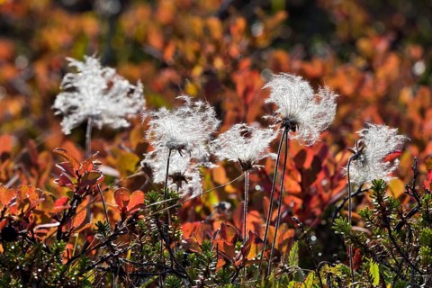 Mountain Avens (Dryas octopetala)