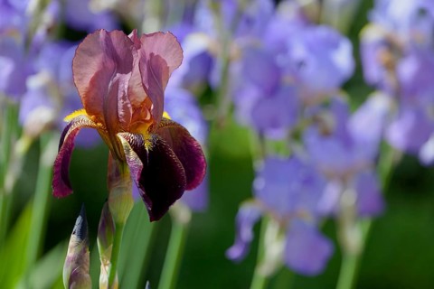 Bearded Iris