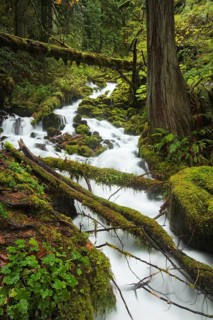 Fairy Falls