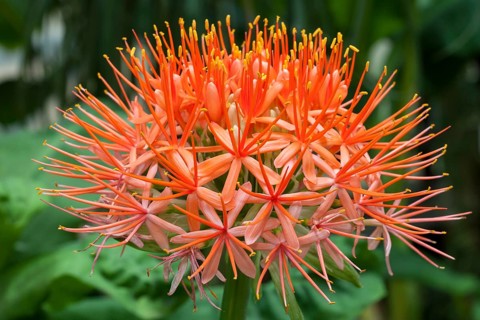 Blood Lily (Scadoxus multiflorus)