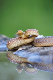 Aesculapian Snake (Zamenis longissimus) at water's edge