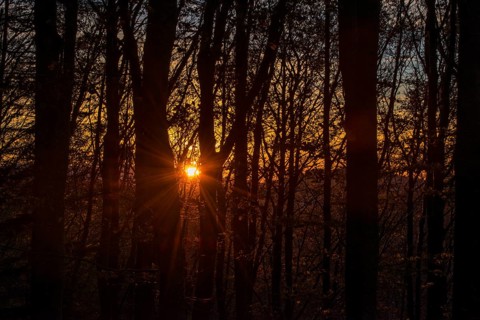 Holm oaks at sunset